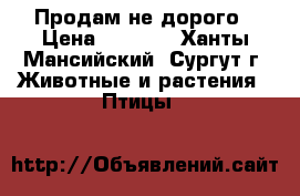 Продам не дорого › Цена ­ 2 000 - Ханты-Мансийский, Сургут г. Животные и растения » Птицы   